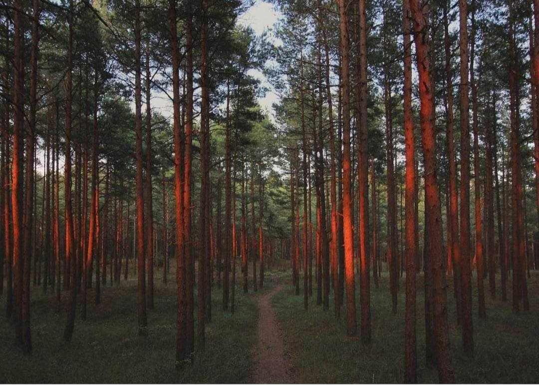 Gintarautojai Otel Palanga Dış mekan fotoğraf